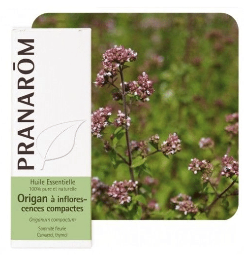 Eterično ulje Mravinac kompaktni (Origanum compactum) PRANAROM