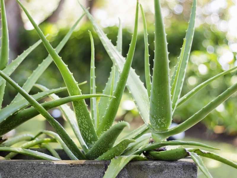 aloe vera sui capelli asciutti o bagnati Gel Idratante Capelli all'Aloe