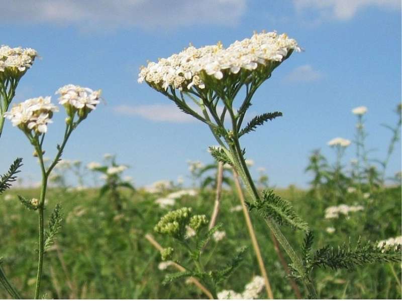 hajdučka trava kunica