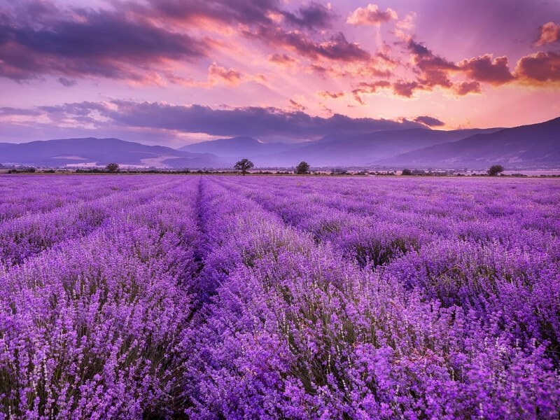 lavanda