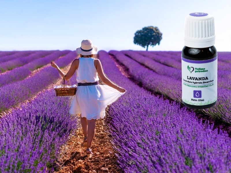 lavanda